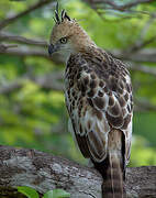 Changeable Hawk-Eagle