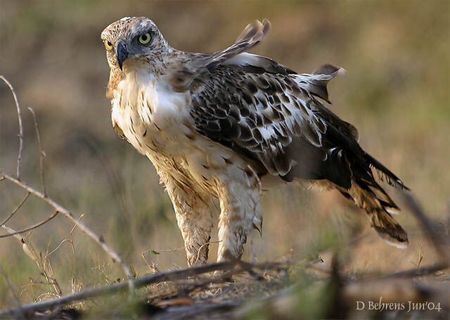 Aigle huppé