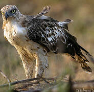 Changeable Hawk-Eagle