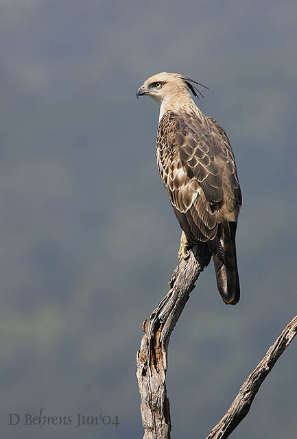 Aigle huppé