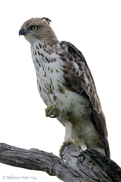 Changeable Hawk-Eagle