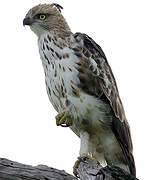 Changeable Hawk-Eagle