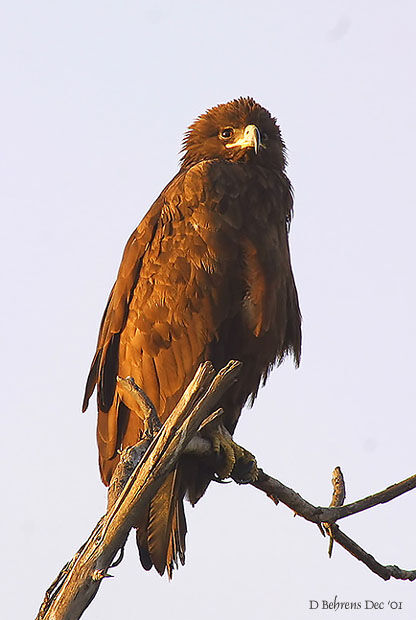 Aigle pomarin