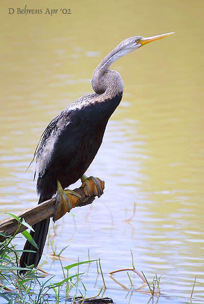 Anhinga roux