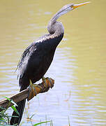 Anhinga roux