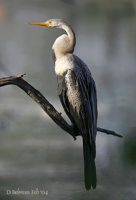 Anhinga roux