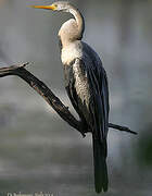 Anhinga roux