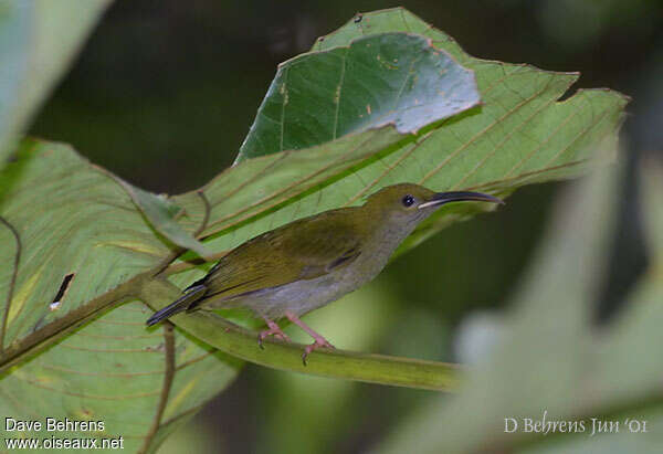 Streaky-breasted Spiderhunter