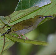 Streaky-breasted Spiderhunter