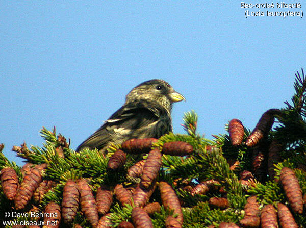 Two-barred Crossbill