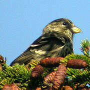 Two-barred Crossbill