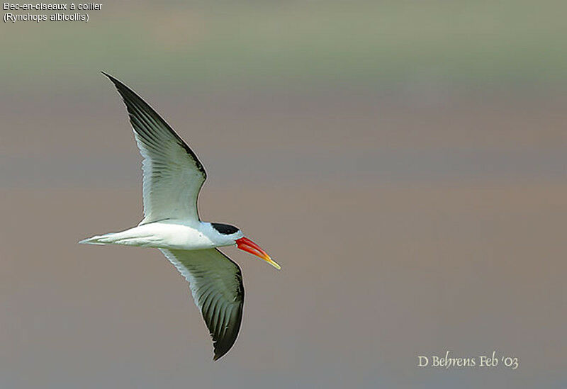 Indian Skimmer