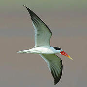 Indian Skimmer