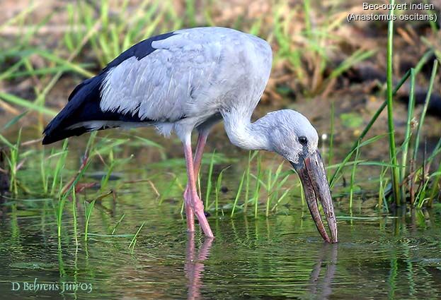 Asian Openbill