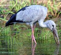 Asian Openbill