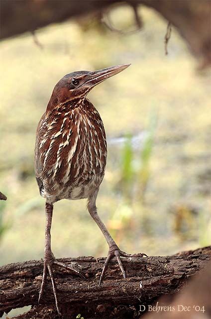 Black Bittern