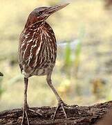 Black Bittern