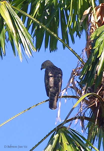 Grey-faced Buzzard