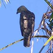 Grey-faced Buzzard