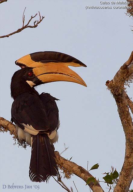 Malabar Pied Hornbill