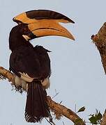 Malabar Pied Hornbill