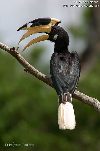 Malabar Pied Hornbill