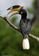 Malabar Pied Hornbill