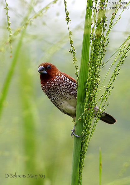 Scaly-breasted Munia