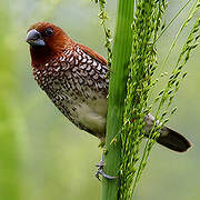 Scaly-breasted Munia