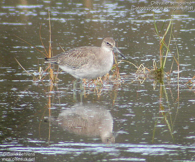 Willet