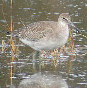 Willet