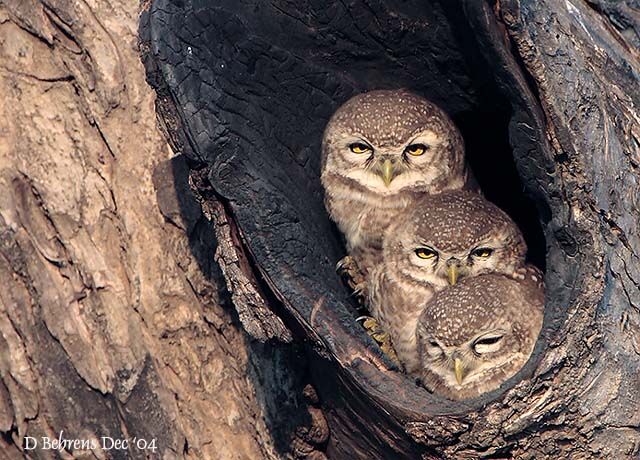 Spotted Owlet