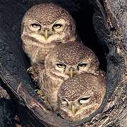 Spotted Owlet