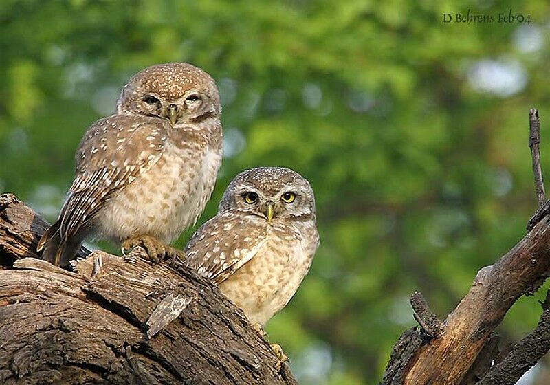 Spotted Owlet