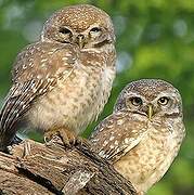 Spotted Owlet