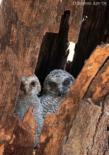 Mottled Wood Owl