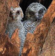 Mottled Wood Owl