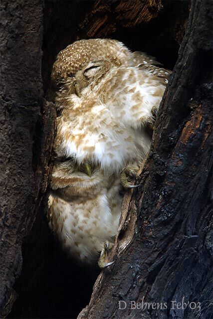 Spotted Owl