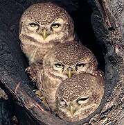 Spotted Owl