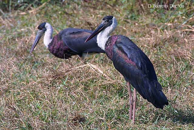 Woolly-necked Stork