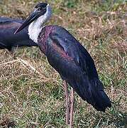 Asian Woolly-necked Stork