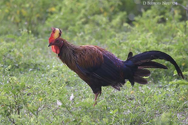 Sri Lanka Junglefowl