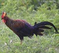 Sri Lanka Junglefowl