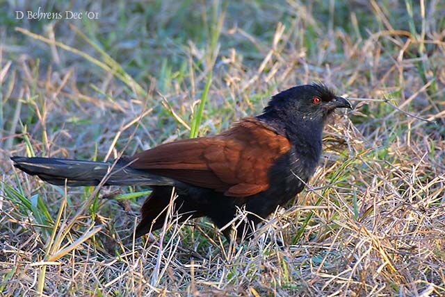 Coucal menébeki