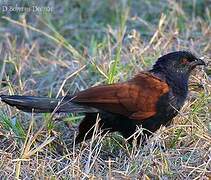 Coucal menébeki