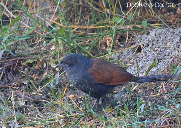 Ivory-billed Coucal