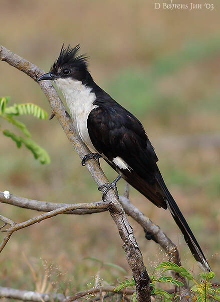 Jacobin Cuckoo