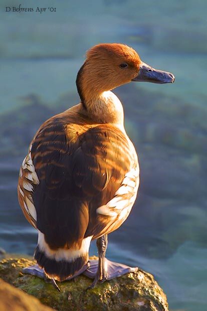 Dendrocygne fauve