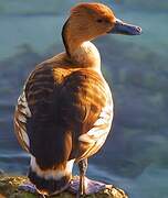 Dendrocygne fauve