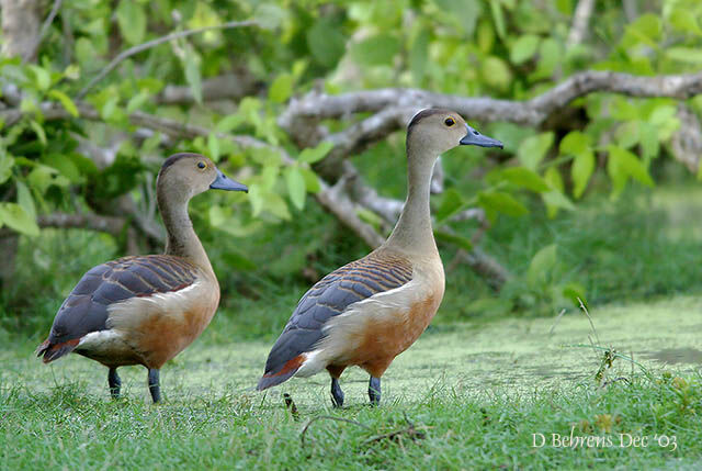 Dendrocygne siffleur